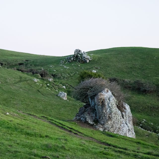 Bolinas Ridge Trail, Hillside