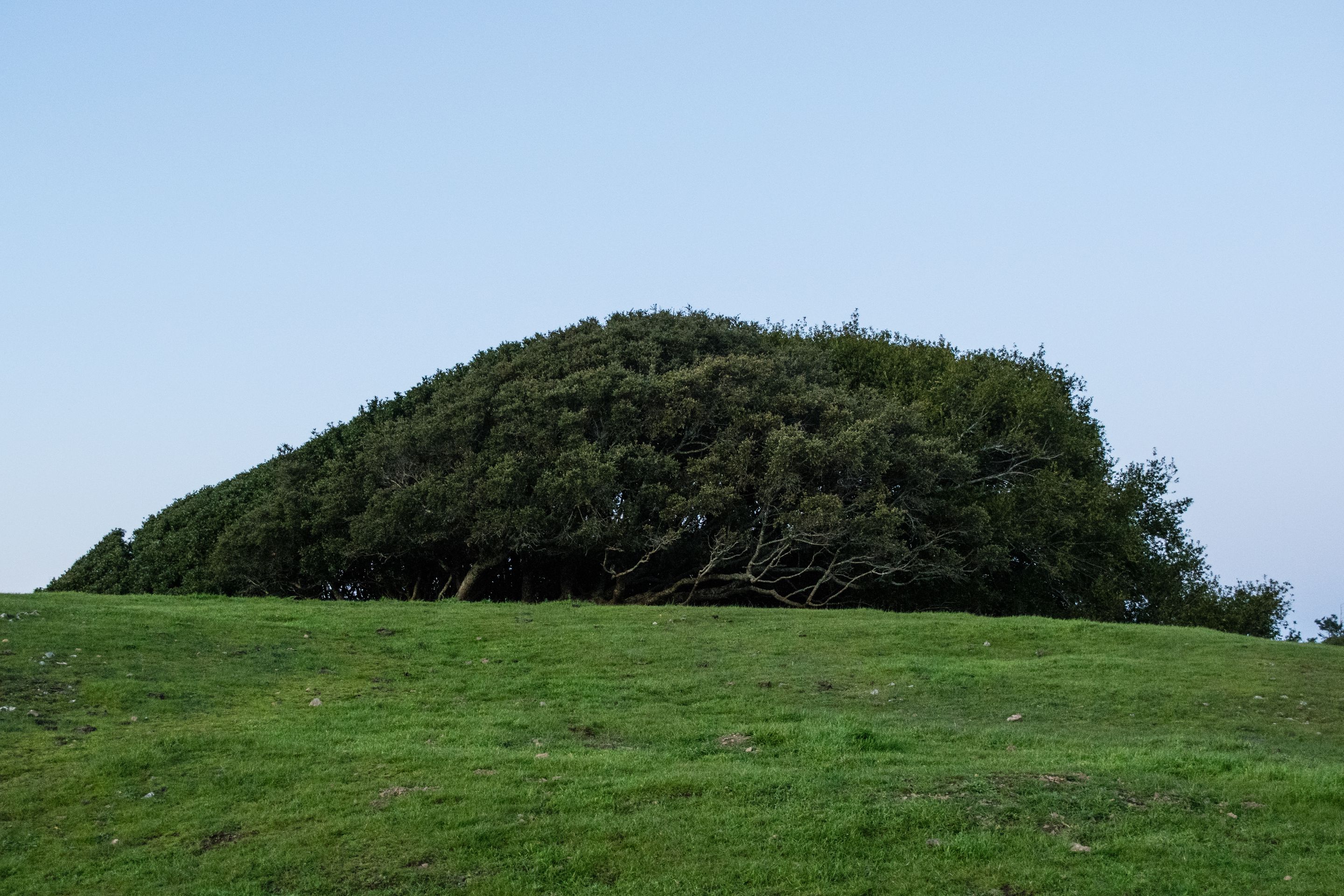 Bolinas Ridge Trail, Tree