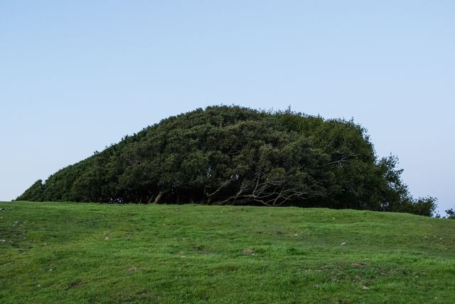 Bolinas Ridge Trail, Tree