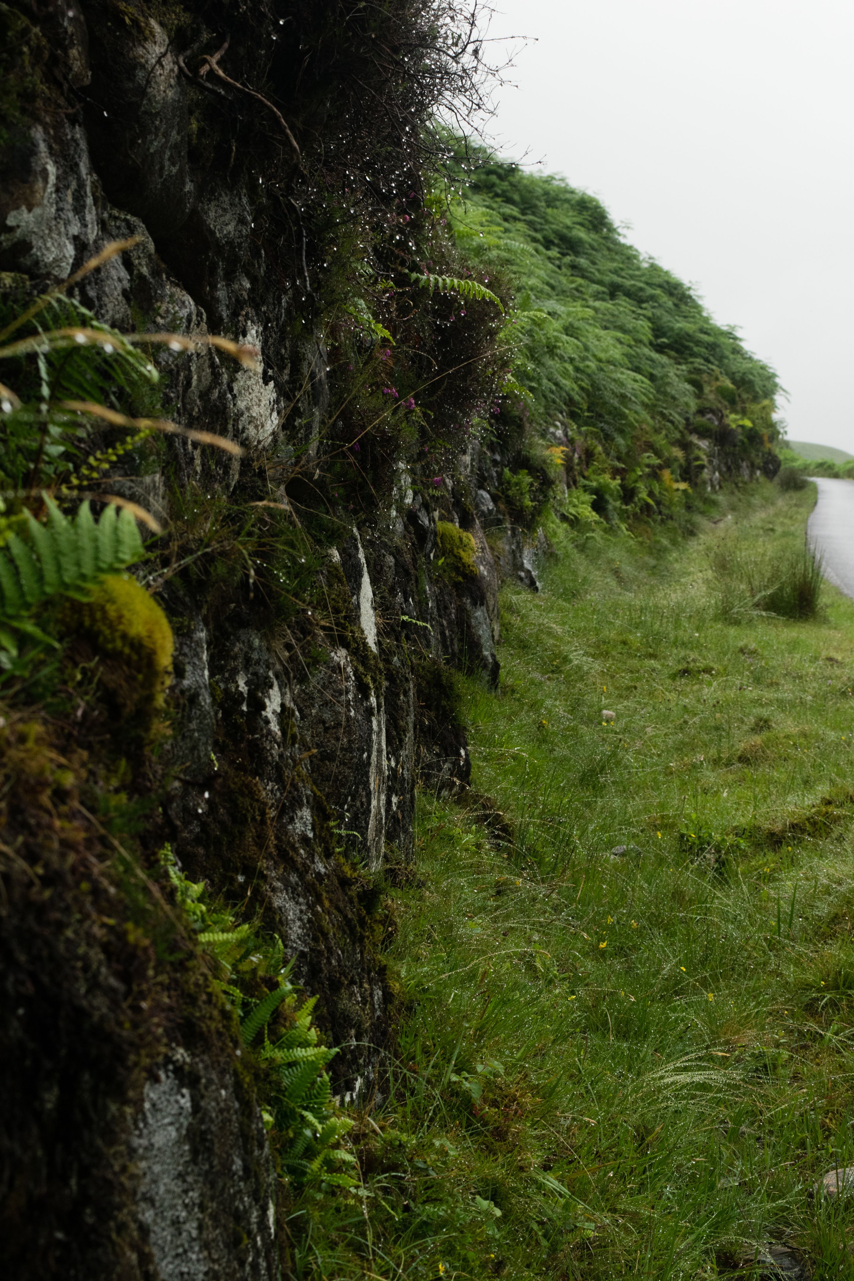 Scottish Highlands, Fence 2