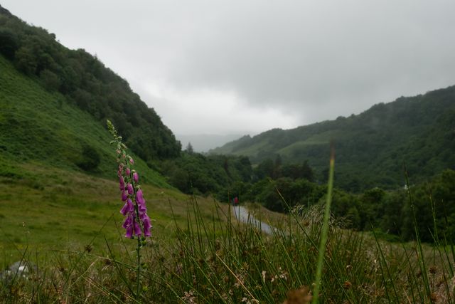 Scottish Highlands, Flower