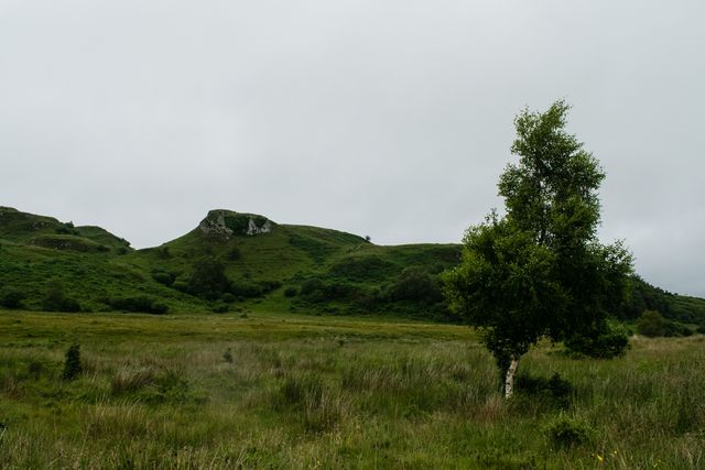 Scottish Highlands, Tree