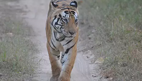 Kanha Tiger Reserve