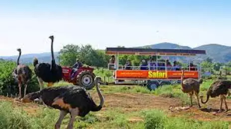 Safari Ostrich Farm