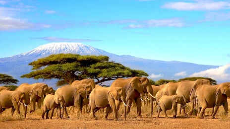 Mount Kilimanjaro National Park