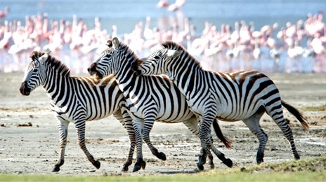 Arusha National Park
