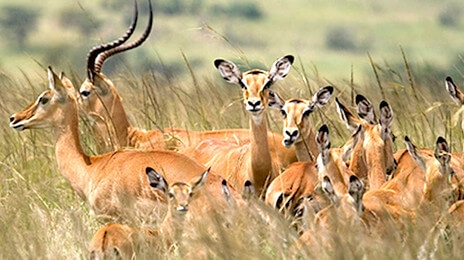 Mikumi National Park