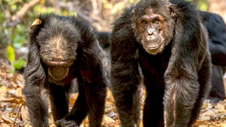 Mahale Mountain National Park