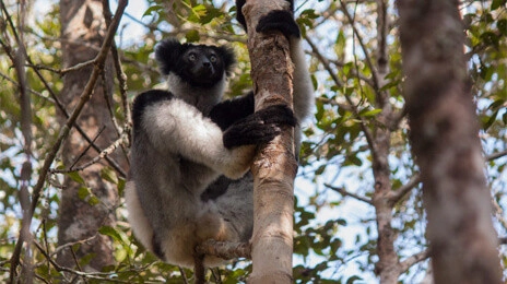 Andasibe Mantadia National Park