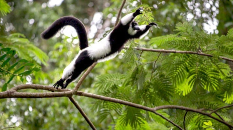 Ranomafana National Park