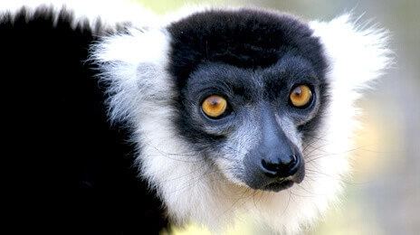 Zahamena National Park