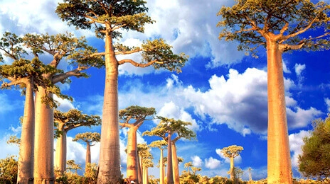 Avenue of the Baobabs
