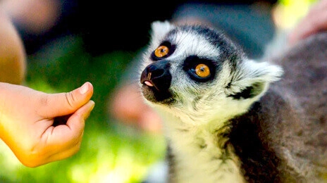 Lemur Park