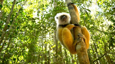 Reserva Analamazoatra