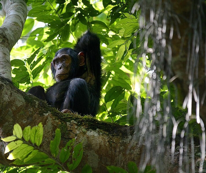 Kibale National Park