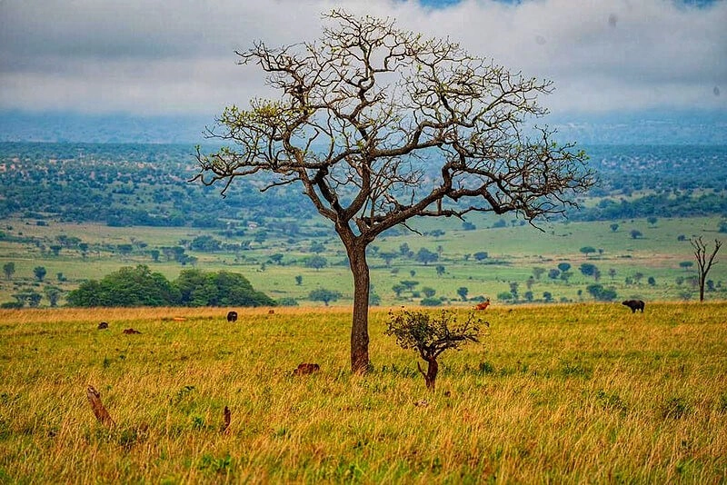 Kidepo National Park Uganda
