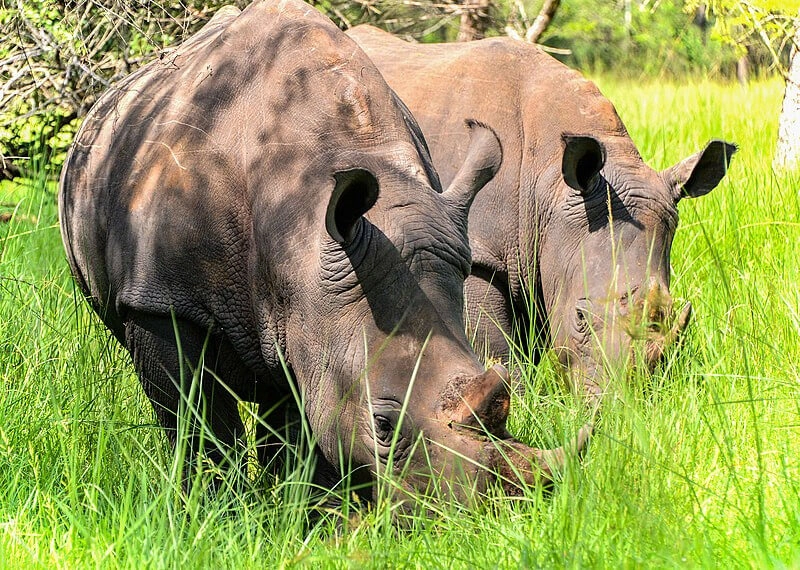 Ziwa Rhino Wildlife Ranch