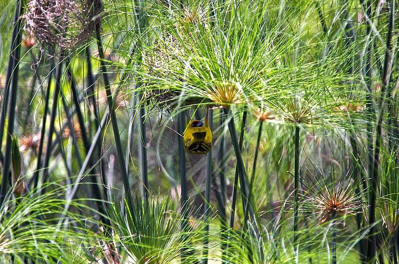 Entebbe Botanical Garden