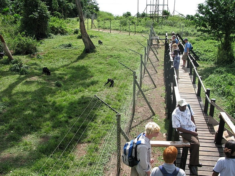 Ngamba Chimpanzee sanctuary on lake