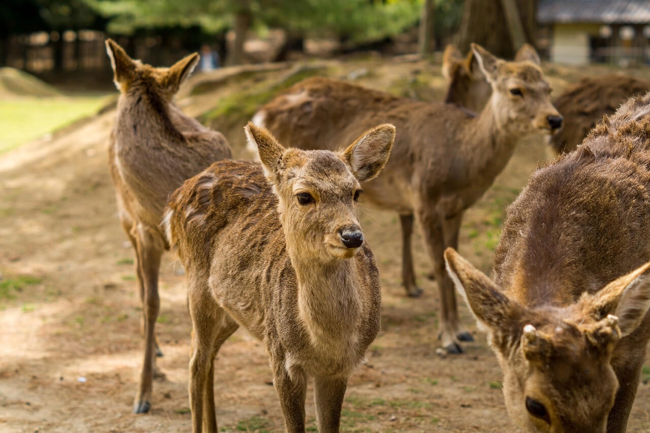 Nara Park