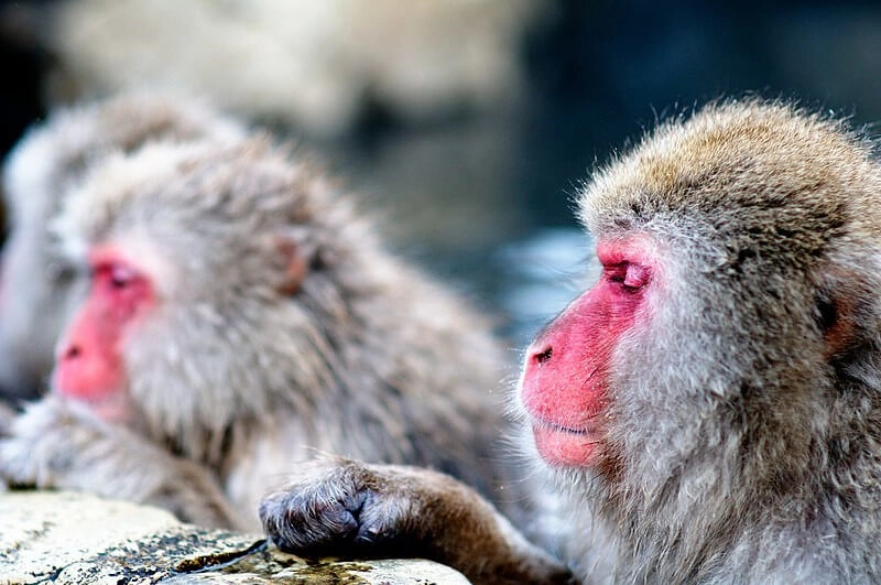 Snow Monkey Park