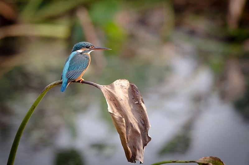 Koshi Tappu Wildlife Reserve