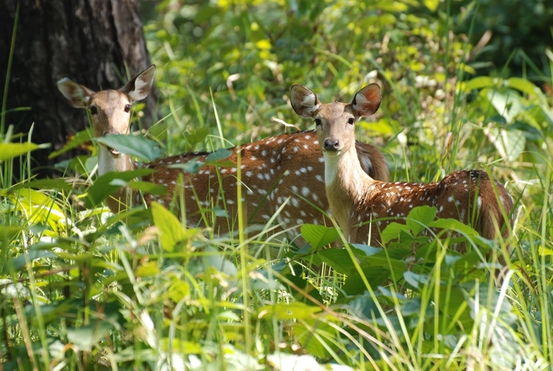 Shuklaphanta National Park
