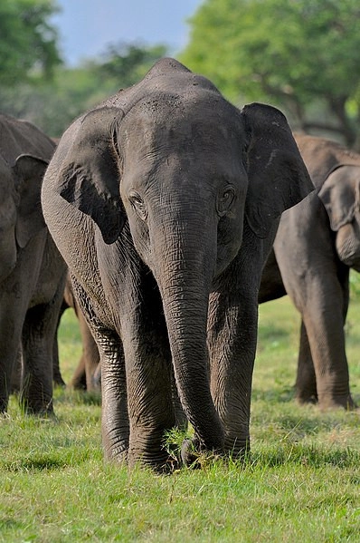 Yala National Park