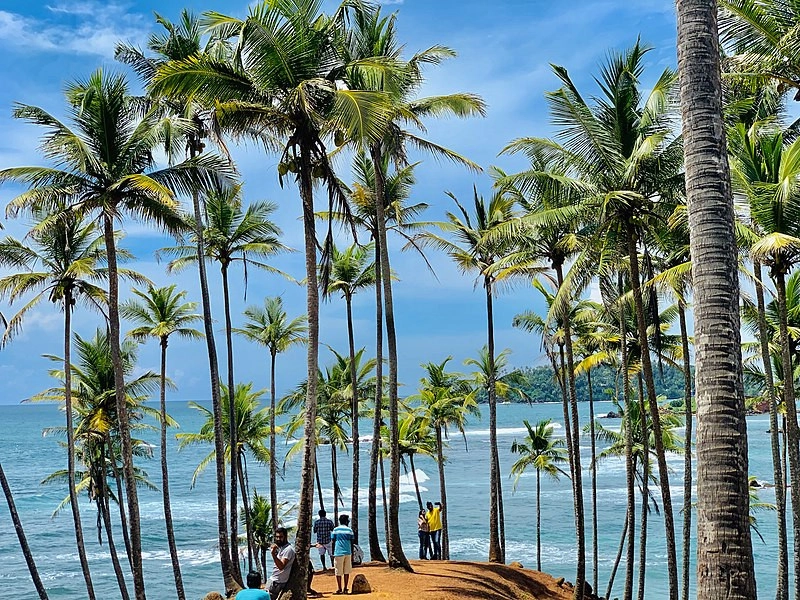 Coconut Tree Hill