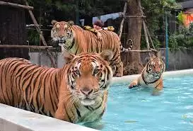 Tiger Park Pattaya