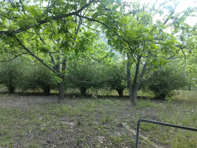 RANCHO EN VENTA EN LOS RAYONES, N.L. — foto 7 de 8