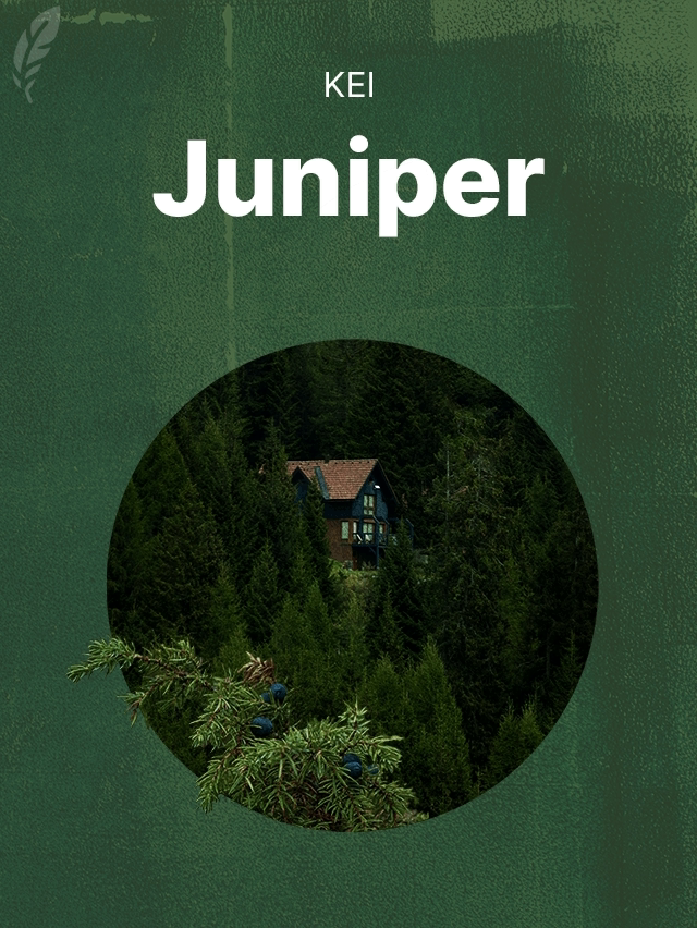 Juniper by Kei - book cover image