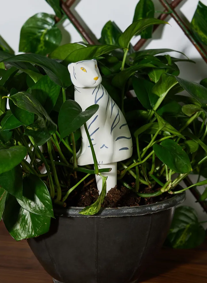 Self-Watering, Jangal, Tiger