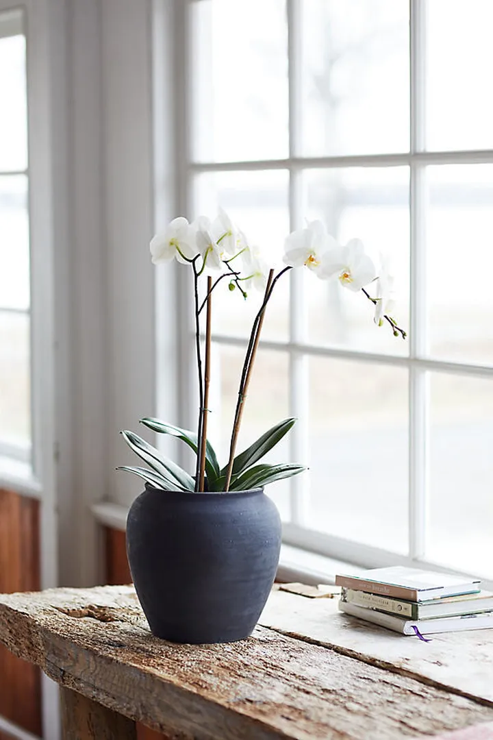 Charcoal Ceramic Rounded Planter Black