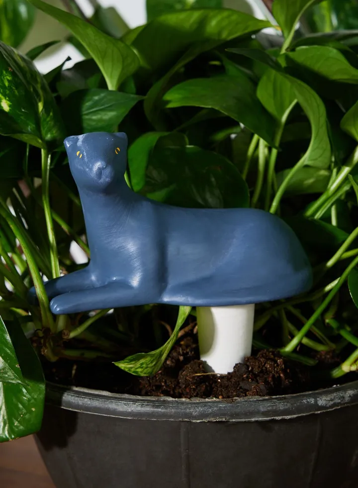Self-Watering, Jangal, Panther