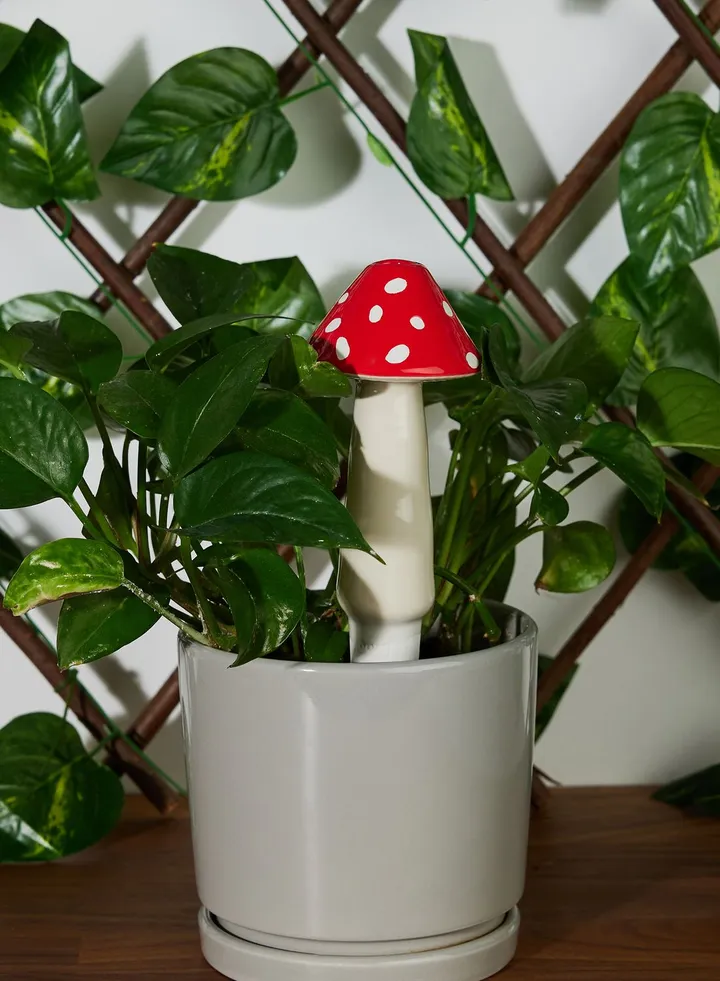 Self-Watering, Amanita