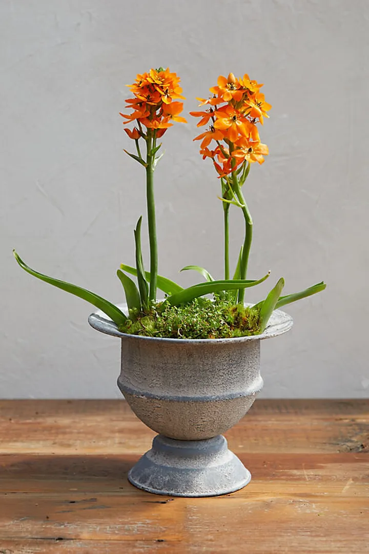 Maidenhair Urn Planter Grey