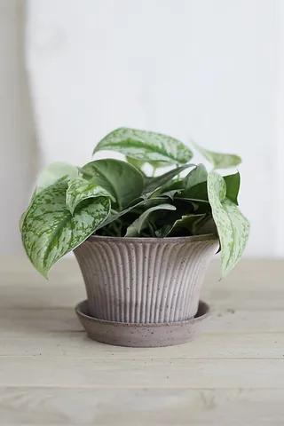 Bergs Fluted Pot + Saucer Set Grey