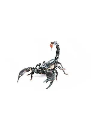 3D Scorpion Stickers Black 