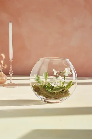 Bubble Glass Terrarium Assorted