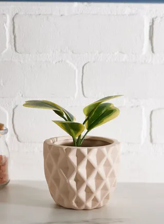 Pot