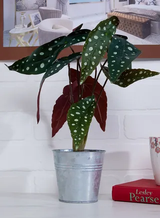 Real Touch Elephant's-Ear In Metal Pot
