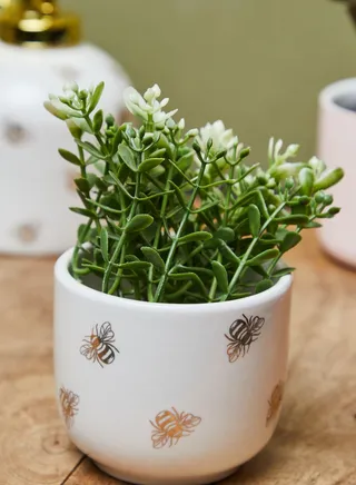 Queen Bee Mini Planter