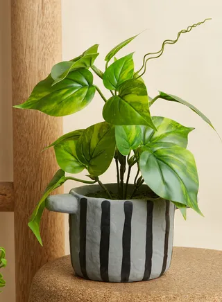 Fiori Faux Devils Ivy In Stripe Pot