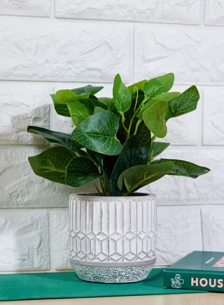 Medium Green Leaves In Cement Pot Grey In Mail Order Packaging