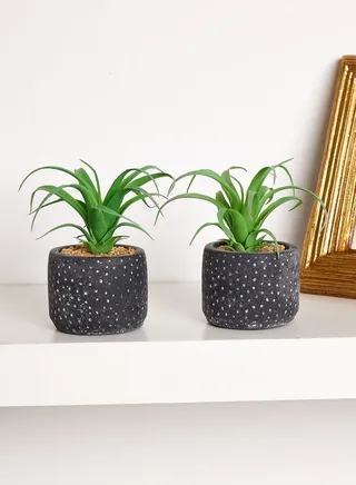 Set Of 2 15Cm Succulent In Spotty Pot (Mo)