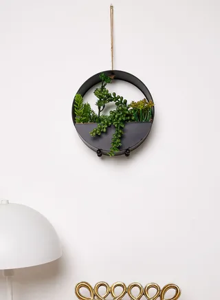 20 Cm Succulents In Round Metal Hanging Pot