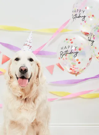 Pet Party Kit