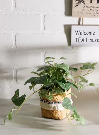 Pot