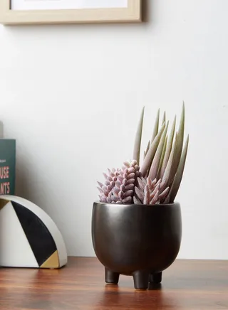 Fiori Faux Mixed Succulents Plant In Ceramic Pot